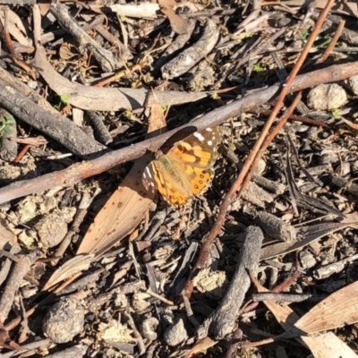 Vanessa kershawi (Australian Painted Lady) at Dunlop, ACT - 17 May 2020 by KMcCue