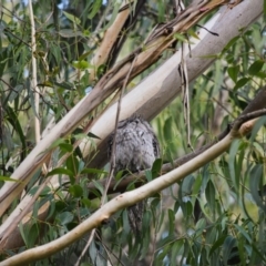 Podargus strigoides (Tawny Frogmouth) at Bowral - 17 May 2020 by pdmantis