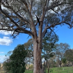 Eucalyptus rossii (Inland Scribbly Gum) at Mount Painter - 16 May 2020 by JVR