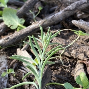 Linaria pelisseriana at Hughes, ACT - 17 May 2020