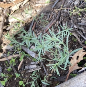 Linaria pelisseriana at Hughes, ACT - 17 May 2020 12:46 PM