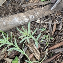 Linaria pelisseriana at Hughes, ACT - 17 May 2020