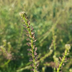 Lepidium africanum at Macarthur, ACT - 17 May 2020