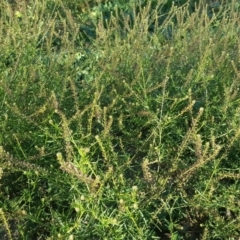 Lepidium africanum at Macarthur, ACT - 17 May 2020