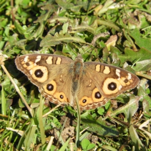 Junonia villida at Brindabella, NSW - 16 May 2020 12:23 PM