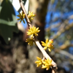 Eucalyptus stellulata at Brindabella, NSW - 16 May 2020