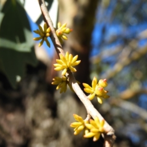 Eucalyptus stellulata at Brindabella, NSW - 16 May 2020