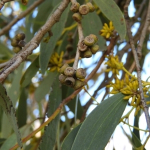 Eucalyptus stellulata at Brindabella, NSW - 16 May 2020