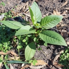 Phytolacca octandra (Inkweed) at Wyndham, NSW - 16 May 2020 by JoyGeorgeson