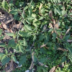 Solanum opacum (Dark Nightshade) at Wyndham, NSW - 16 May 2020 by JoyGeorgeson