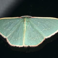 Chlorocoma dichloraria (Guenee's or Double-fringed Emerald) at Ainslie, ACT - 29 Nov 2019 by jbromilow50