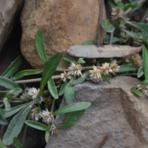 Alternanthera denticulata at Wamboin, NSW - 20 Apr 2020