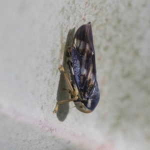 Rosopaella cuprea at Cook, ACT - 15 May 2020