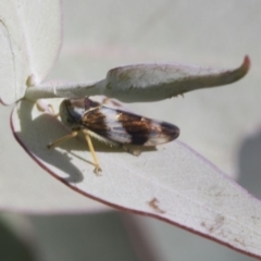 Rosopaella cuprea at Cook, ACT - 15 May 2020