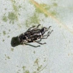 Rosopaella cuprea at Cook, ACT - 15 May 2020