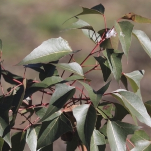 Brachychiton populneus subsp. populneus at Cook, ACT - 15 May 2020