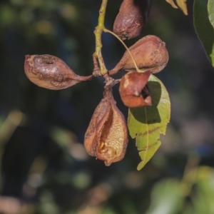 Brachychiton populneus subsp. populneus at Cook, ACT - 15 May 2020