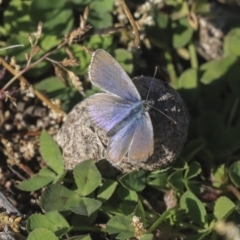 Zizina otis (Common Grass-Blue) at Mount Painter - 14 May 2020 by AlisonMilton