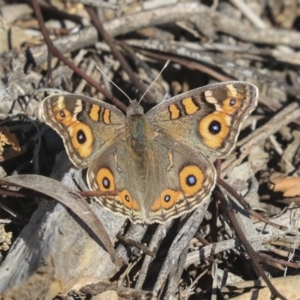 Junonia villida at Cook, ACT - 15 May 2020