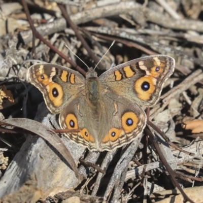 Junonia villida (Meadow Argus) at Cook, ACT - 14 May 2020 by AlisonMilton