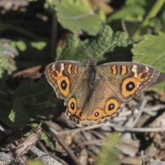 Junonia villida at Cook, ACT - 15 May 2020 09:59 AM