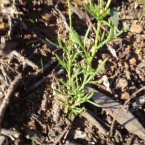 Brachyscome rigidula at Carwoola, NSW - 15 May 2020