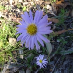 Brachyscome rigidula at Carwoola, NSW - 15 May 2020