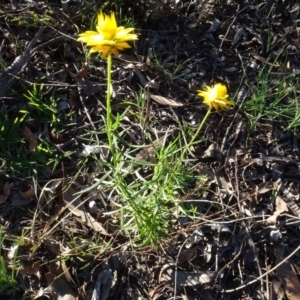 Xerochrysum viscosum at Carwoola, NSW - 15 May 2020