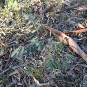 Indigofera australis subsp. australis at Carwoola, NSW - 15 May 2020 04:47 PM