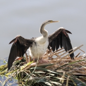 Anhinga novaehollandiae at Belconnen, ACT - 15 May 2020 01:31 PM