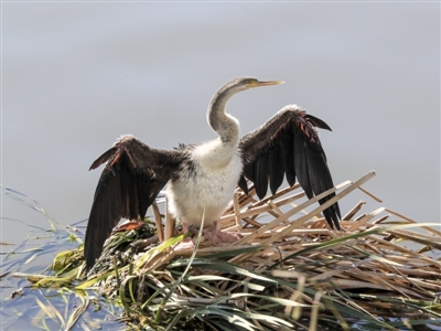 Anhinga novaehollandiae (Australasian Darter) at Belconnen, ACT - 15 May 2020 by AlisonMilton