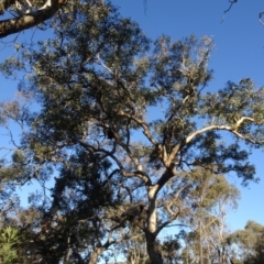 Eucalyptus polyanthemos subsp. polyanthemos (Red Box) at Stony Creek Nature Reserve - 15 May 2020 by AndyRussell