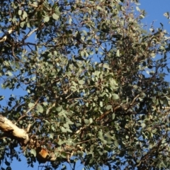 Eucalyptus polyanthemos subsp. polyanthemos at QPRC LGA - 15 May 2020