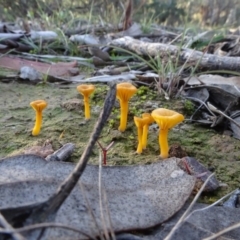 Lichenomphalia chromacea (Yellow Navel) at Carwoola, NSW - 15 May 2020 by AndyRussell