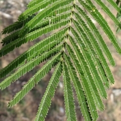 Acacia mearnsii (Black Wattle) at Campbell, ACT - 17 May 2020 by JanetRussell