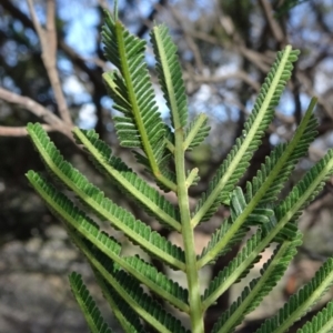 Acacia mearnsii at Campbell, ACT - 17 May 2020