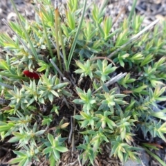 Astroloma humifusum (Cranberry Heath) at Campbell, ACT - 17 May 2020 by JanetRussell