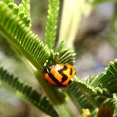 Peltoschema oceanica (Oceanica leaf beetle) at Campbell, ACT - 17 May 2020 by JanetRussell