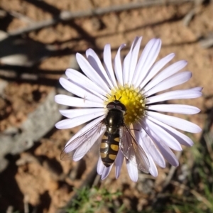 Melangyna viridiceps at Campbell, ACT - 17 May 2020