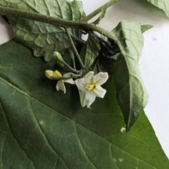 Solanum nigrum (Black Nightshade) at Hughes, ACT - 18 May 2020 by ruthkerruish