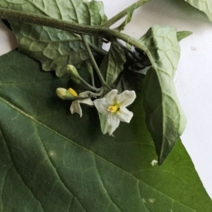 Solanum nigrum at Hughes, ACT - 18 May 2020 01:32 PM