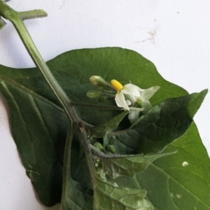 Solanum nigrum at Hughes, ACT - 18 May 2020 01:32 PM