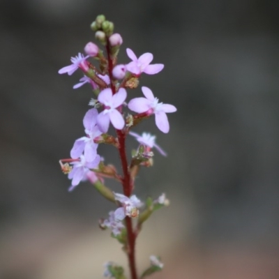 Stylidium sp. (Trigger Plant) at Moruya, NSW - 16 May 2020 by LisaH