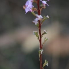 Stylidium (genus) at Moruya, NSW - 16 May 2020 02:53 PM
