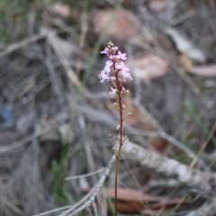 Stylidium (genus) at Moruya, NSW - 16 May 2020 02:53 PM