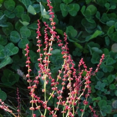 Rumex acetosella (Sheep Sorrel) at Macarthur, ACT - 17 May 2020 by Mike