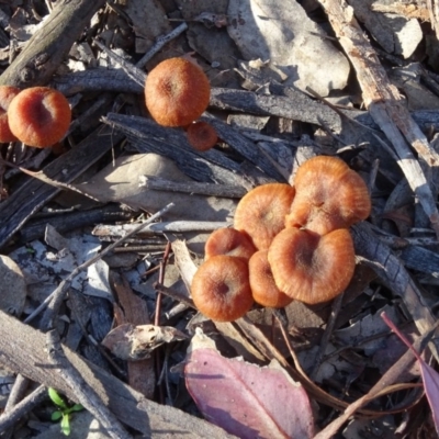 Laccaria sp. (Laccaria) at Wanniassa Hill - 17 May 2020 by Mike