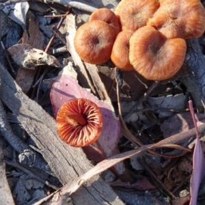 Laccaria sp. at Macarthur, ACT - 17 May 2020