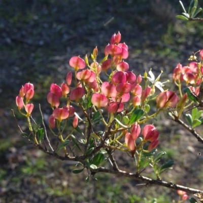Bursaria spinosa subsp. lasiophylla (Australian Blackthorn) at Wanniassa Hill - 17 May 2020 by Mike