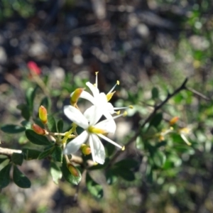 Bursaria spinosa subsp. lasiophylla at Macarthur, ACT - 17 May 2020 03:10 PM